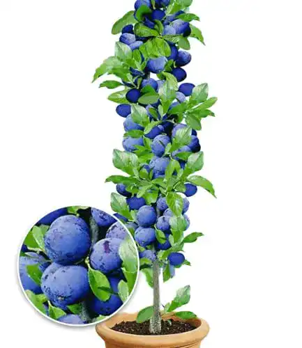 Pflaumenbaum BALDUR Garten Säulen-Zwetschgen ‘Anja®’