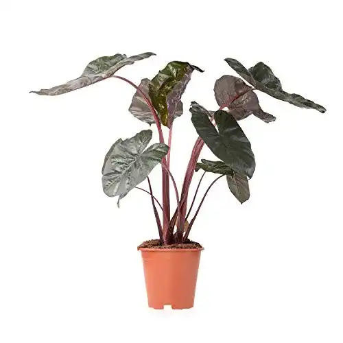 Elefantenohr-Pflanze Sense of Home, Alocasia Yucatan Princess