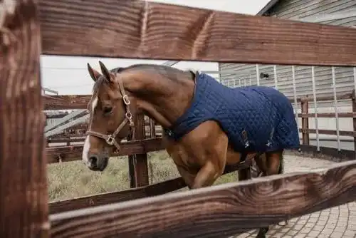 Führanlagendecke Kentucky Horsewear Kentucky Walker Rug