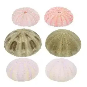 Seeigel-Skelett BESTonZON 6Pcs Natürliche Seeigel Shell Set für Air