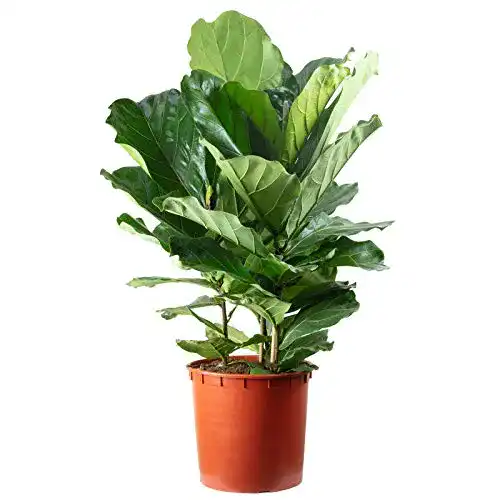 Geigenfeige FLOWERBOX 3-stämmig Ficus Lyrata Höhe ca. 120 cm
