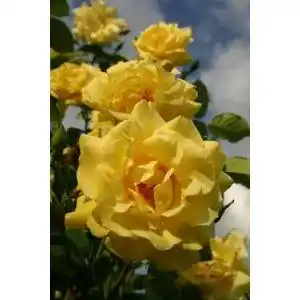 ADR-Rose Rosen Union Kletterrose ‘Golden Gate’ -R-, Kletterrose