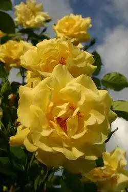 ADR-Rose Rosen Union Kletterrose ‘Golden Gate’ -R-, Kletterrose