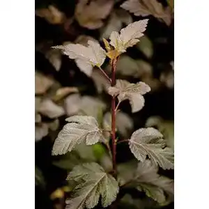 Blasenspiere PlantaPro Physocarpus opulifolius ‘Diabolo’ -R-