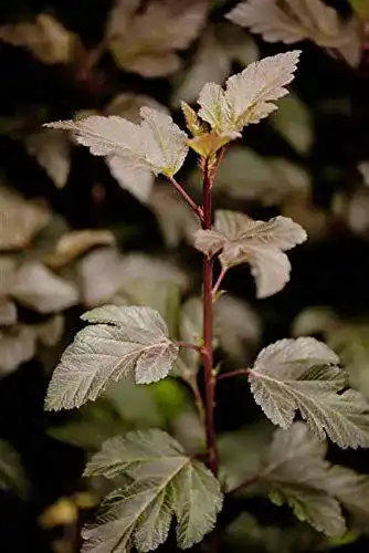 Blasenspiere PlantaPro Physocarpus opulifolius ‘Diabolo’ -R-