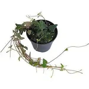 Leuchterblume Fangblatt, Ceropegia”Orange River” Ø 8 cm Topf