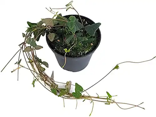 Leuchterblume Fangblatt, Ceropegia”Orange River” Ø 8 cm Topf