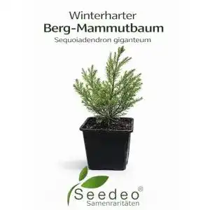 Mammutbaum Urweltbäume Seedeo® Berg, Pflanze 2 Jahre