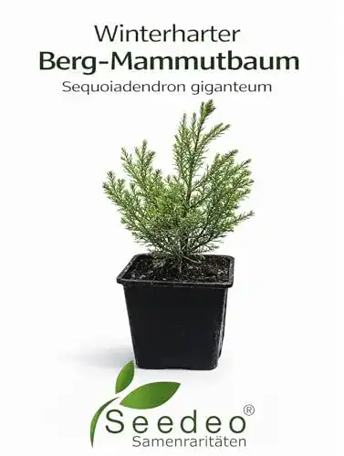 Mammutbaum Urweltbäume Seedeo® Berg, Pflanze 2 Jahre