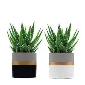 Blumentöpfe samui | Blumentopf Kairo aus Beton, Set Zwei Töpfe