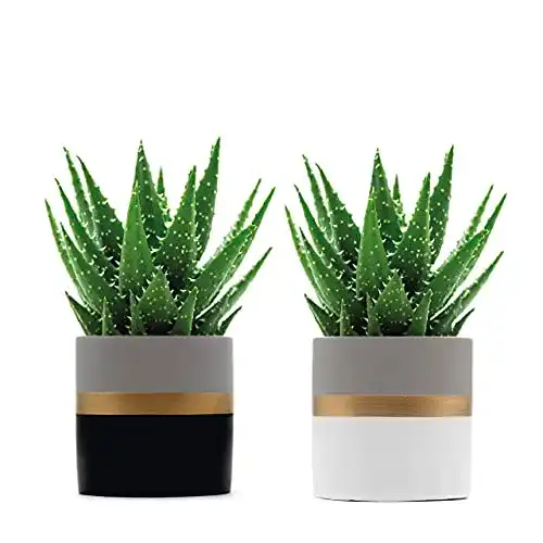 Blumentöpfe samui | Blumentopf Kairo aus Beton, Set Zwei Töpfe