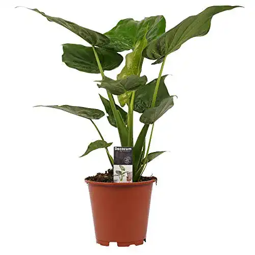 Elefantenohr-Pflanze botanicly, Elefantenohr, Höhe: 65 cm