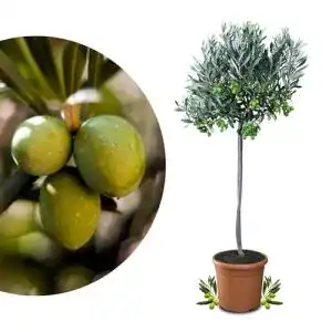 Olivenbaum Meine Orangerie Mezzo – echter – 80 bis 100 cm