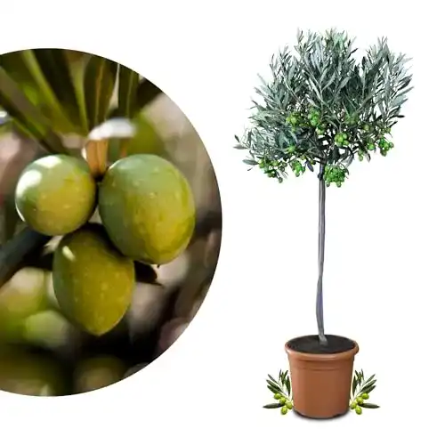 Olivenbaum Meine Orangerie Mezzo – echter – 80 bis 100 cm