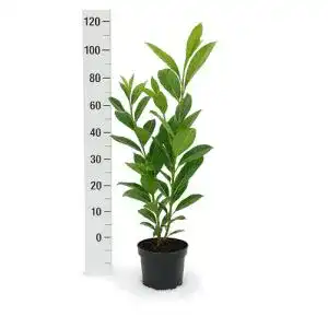 Kirschlorbeer Pflanzhits 15 St. Novita XXL 60-80cm im Topf