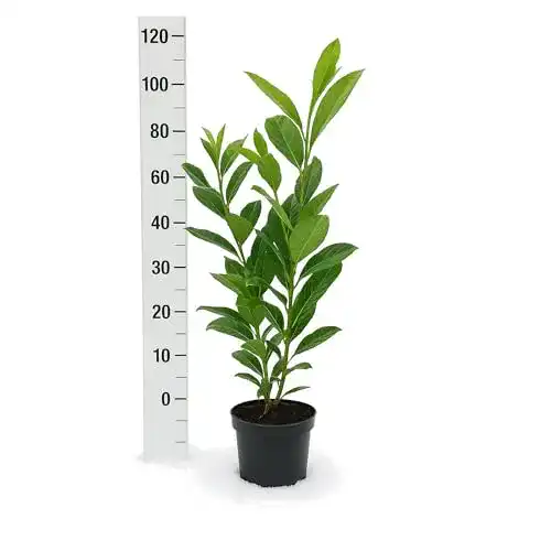 Kirschlorbeer Pflanzhits 15 St. Novita XXL 60-80cm im Topf