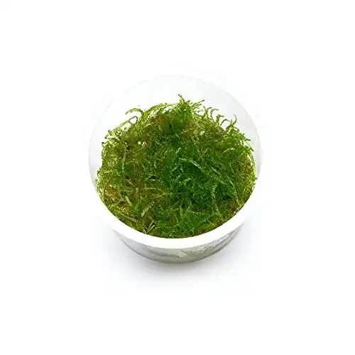 Die beste Aquarium-Moos USCAPE Taxiphyllum sp. barbieri, Javamoos 2026 Test Bestseller Aquarium-Moos USCAPE Taxiphyllum sp. barbieri, Javamoos