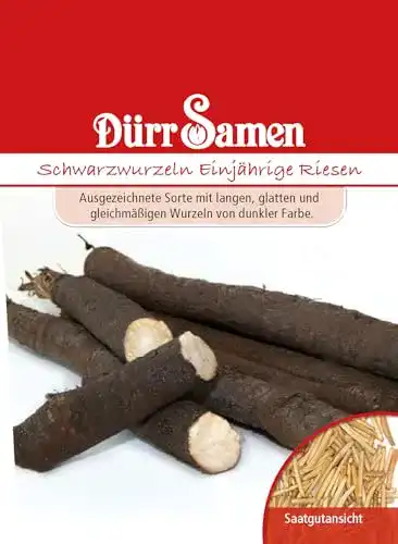 Schwarzwurzelsamen Dürr-Samen Schwarzwurzeln Einjährig