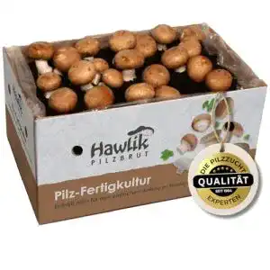 Pilzkultur Hawlik Pilzbrut Große 10kg Steinchampignon