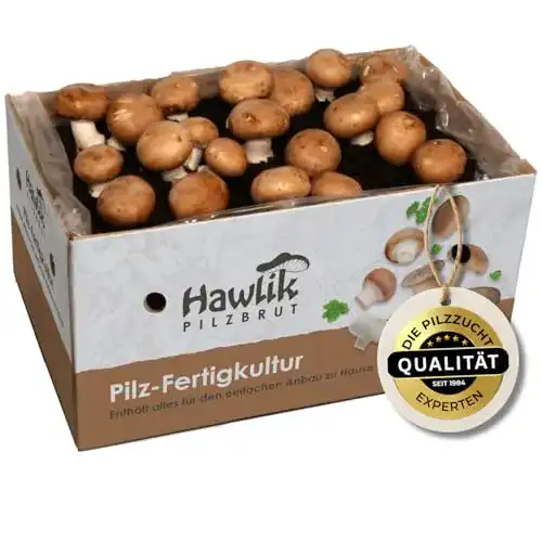 Pilzkultur Hawlik Pilzbrut Große 10kg Steinchampignon