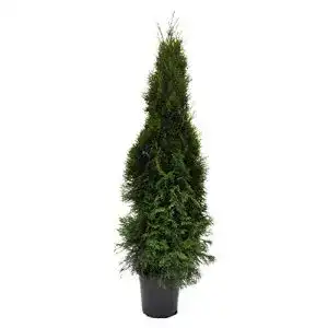 Thuja PlantaPro occidentalis Smaragd 120cm im Topf gewachsen