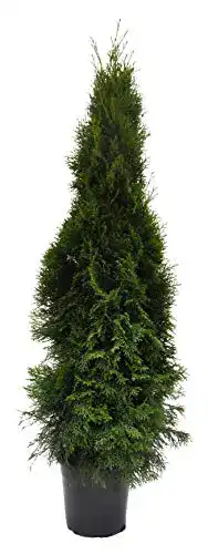 Thuja PlantaPro occidentalis Smaragd 120cm im Topf gewachsen