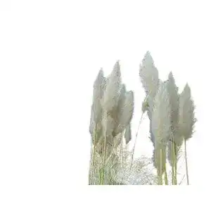 Pampasgras-Samen Samenchilishop (Immer nur einmal Versand)