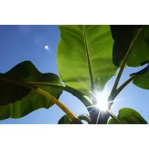 Bananensamen Seedeo Darjeeling-Banane 10 Samen
