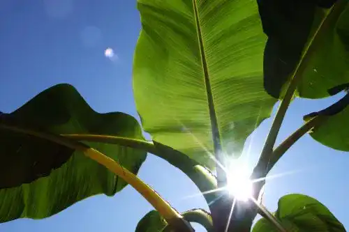 Bananensamen Seedeo Darjeeling-Banane 10 Samen