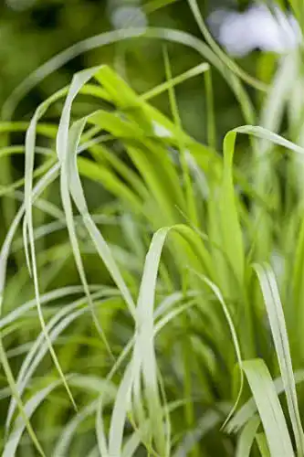 Reitgras PlantaPro Calamagrostis brachytricha C3 Diamant