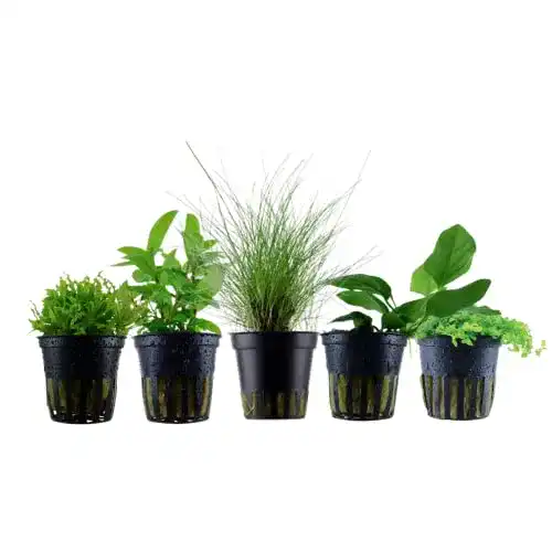 Aquarium-Pflanzen AquaOne Aquarium Pflanzen I 5X Wasserpflanzen