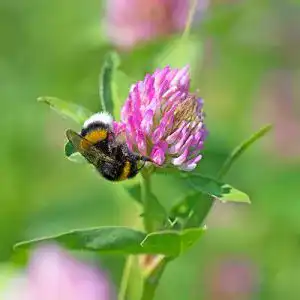 Rotklee-Samen Freudenberger Rotklee Trifolium pratense 10 kg