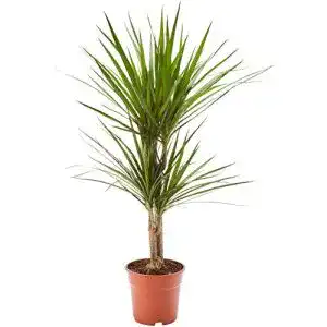 Drachenbaum AIRY (Dracaena marginata) Luftreinigende Pflanze