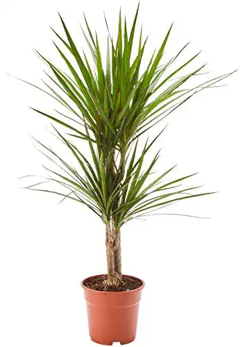 Drachenbaum AIRY (Dracaena marginata) Luftreinigende Pflanze