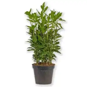 Lorbeer-Pflanze Blumen-King.de Laurus Nobilis Gewürzlorbeer