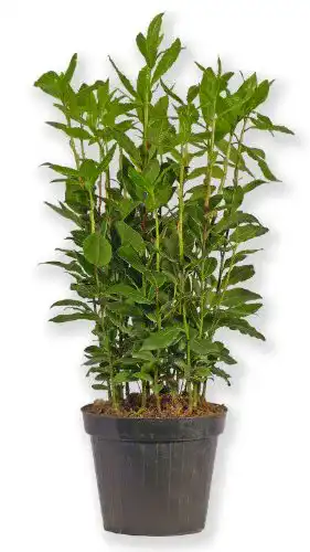 Lorbeer-Pflanze Blumen-King.de Laurus Nobilis Gewürzlorbeer
