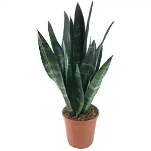 Pflanzen für dunkle Räume Fangblatt – Sansevieria trifasciata Black