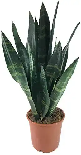 Pflanzen für dunkle Räume Fangblatt – Sansevieria trifasciata Black