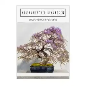 Bonsai-Samen HappySeed Exotische Bonsai Samen