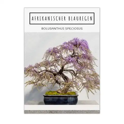 Bonsai-Samen HappySeed Exotische Bonsai Samen