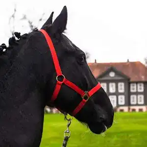 Fohlenhalfter Pferdelinis Halfter Fohlen Halfter für Mini Shetty