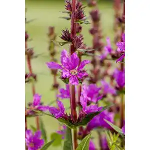 Blutweiderich PlantaPro Lythrum salicaria P 0,5