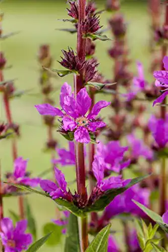 Blutweiderich PlantaPro Lythrum salicaria P 0,5