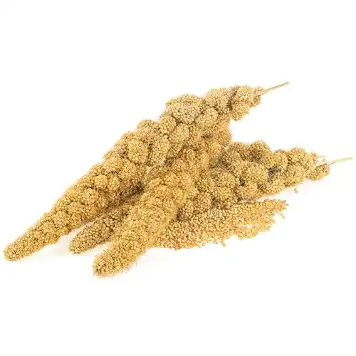 Kolbenhirse Gladen gelb 500g
