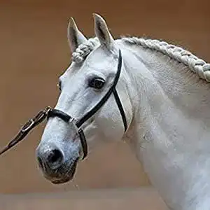 Kappzaum Kieffer ANJA BERAN