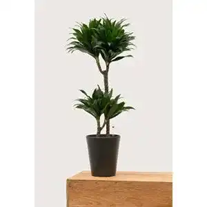 Drachenbaum EVRGREEN J. Craig Compacta 80 cm inkl. Topf