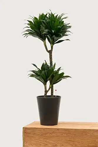 Drachenbaum EVRGREEN J. Craig Compacta 80 cm inkl. Topf