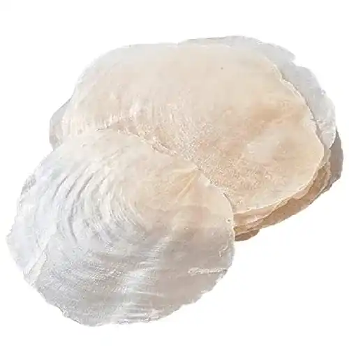 Dekomuscheln famos Muscheln Meeresschnecken Strand Ozean Deko maritim
