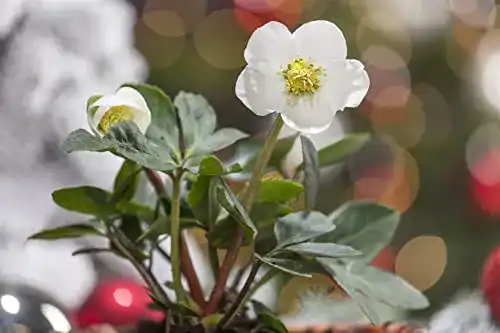 Christrose PlantaPro Helleborus niger P 1 winterhart