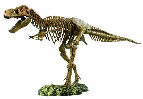 Dinosaurier-Skelett EDU-TOYS Tyrannosaurus Rex Skelett